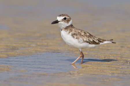 Wilson's plover in non-breeding plumage.の写真素材
