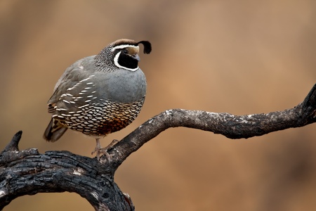 Adult male calilfornia quail perched on a burned tree limb.の写真素材