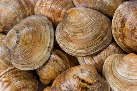Background texture of live Cedar Key clams.の写真素材