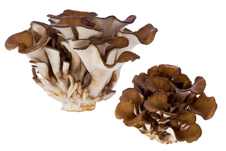 Composite  of hen of the woods, or maitake mushrooms, against white background.の写真素材