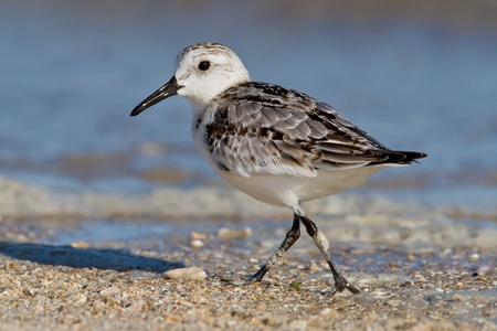 Lone Sanderling foraging on beach.の写真素材