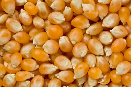 Background texture of several unpopped popcorn kernels.の写真素材