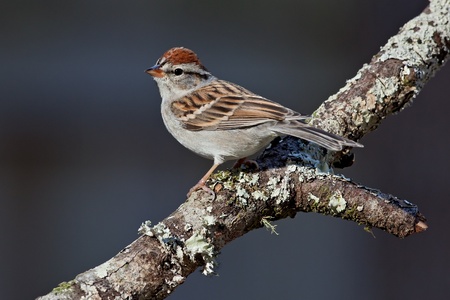 Adult chipping sparrow perched on tree branch.の写真素材