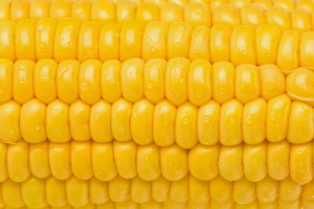 Background texture of uncooked yellow corn on the cob.の写真素材
