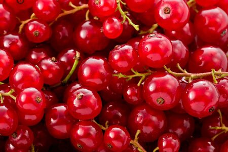 Background texture of several clusters of red currents 