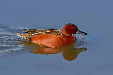 Adult male Cinnamon Teal swimming on blue-water pond.の写真素材