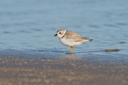 Piping plover bird standing on a beach with ocean in background の写真素材