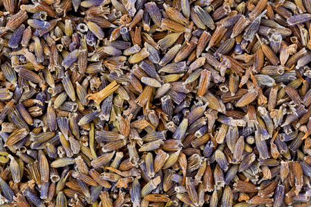 background texture of dried lavender flowers.の写真素材