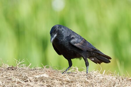 Fish crow foraging on ground against a green background.の写真素材