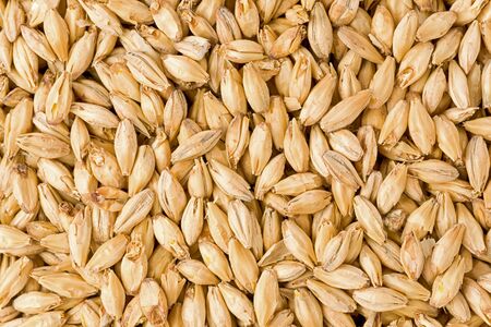 Background texture of brewers two row malt grains.の写真素材