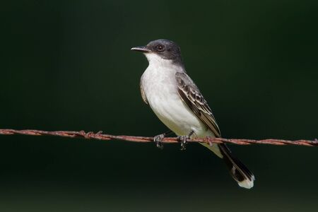 Eastern Kingbird on barbwire against a dark green background.の写真素材