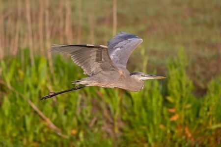 Great blue heron in flight against wetlands.の写真素材