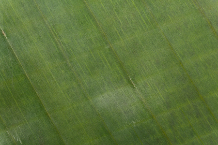 Background texture of a banana leaf.の写真素材