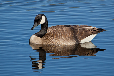 Canada Goose swimming in pond.の写真素材