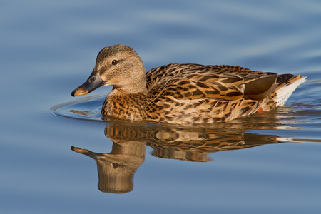 Mallard Hen swimming in pond.の写真素材