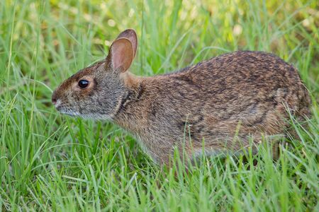 Florida Marsh Rabbit foraging in grass.の写真素材