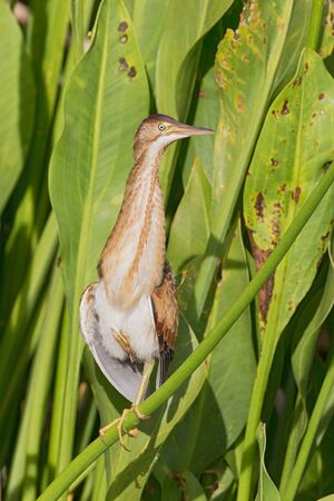 Least Bittern perched on reed with one leg.の写真素材