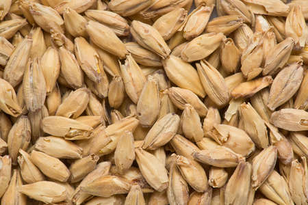 Background texture of brewers six row malt grains.の写真素材