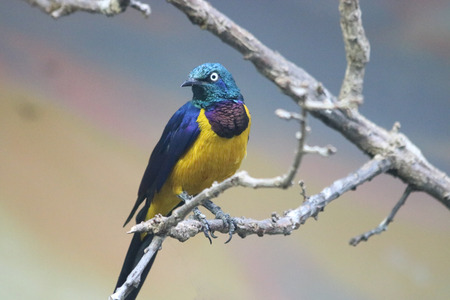 Gouldian Finch on Branchの写真素材