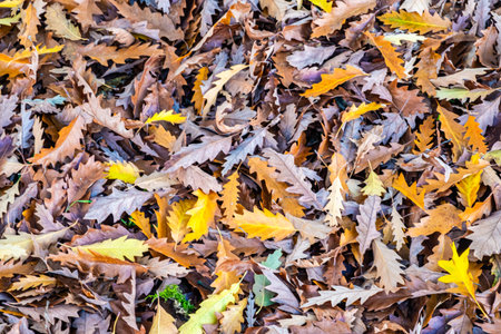Colourful autumn leaves in a pile on the ground making a decorative image