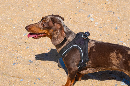 A pet dog, miniture dachshund, playing on a sandy beach