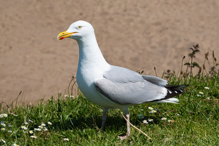 A herring gull (Larus Argentatus) standing on a grassy bank above a sandy beachの写真素材