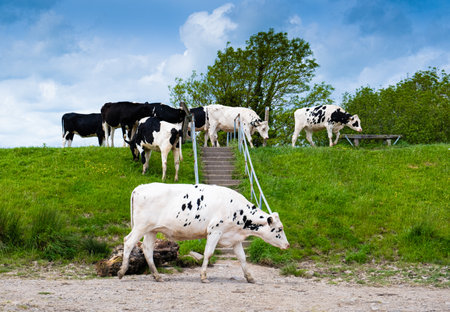 A group of black and white cows wander freely along a public footpath, grazing near stone steps up a grassy bank.の写真素材