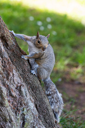 Grey squirrel (Sciurus carolinensis) full length image clinging on to the trunk of a pine treeの写真素材