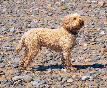 A golden cockapoo stands alert on a sunlit pebble beach, its shadow stretching across warm sand beneath a clear summer sky.の写真素材