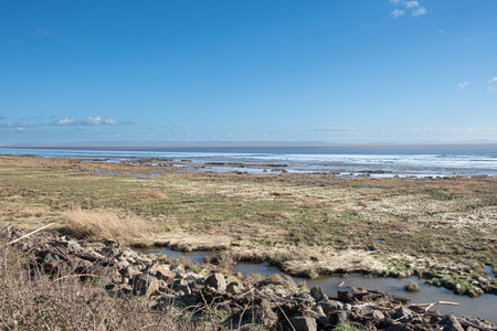 A view of the Gwent Levels at low tide showing coastal vegetation trapping pools of sea water.の写真素材