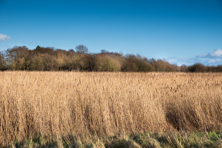 Dry brown reeds fill the foreground beneath a clear blue summer sky, with a distant line of trees softening the bright horizon.の写真素材