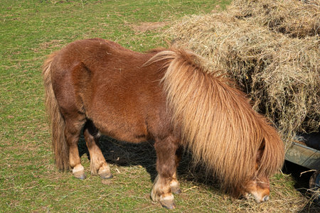 A Shetland Pony with long mane eating hay. The chestnut brown pony is standing in a green field with a haystack behind him.の写真素材