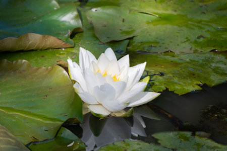 European white water lily flower (Nymphaea alba) surrounded by green lily pads in the backgroundの写真素材