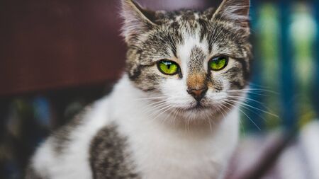 cat with green eyes looking straight in the lensの写真素材