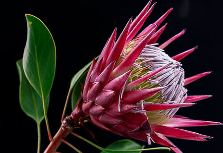 PHOTOGRAPH OF THE PROTEA FLOWER ON BLACK BACKGROUNDの写真素材