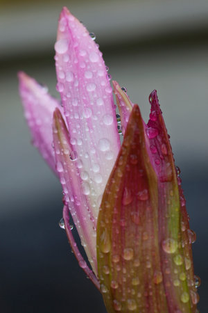 Detail of a macro photograph of a pink bulb with raindropsの写真素材