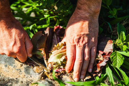 Detail of hands a man farmer cutting a lettuce from the ground with a knife.の写真素材
