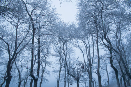 Snowy forest trees in a snowy forest in a winter day.の写真素材