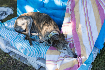 Portrait of relaxed greyhound lying on the bench in the field resting after play