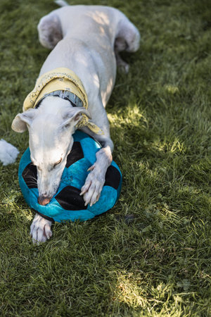 Close-up of a greyhound playing with a blue ball lying on the field.