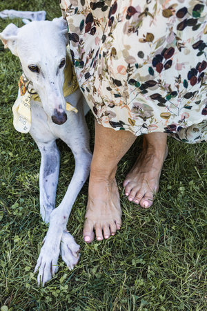 Close-up of feet with a white greyhound lying on the grassの写真素材