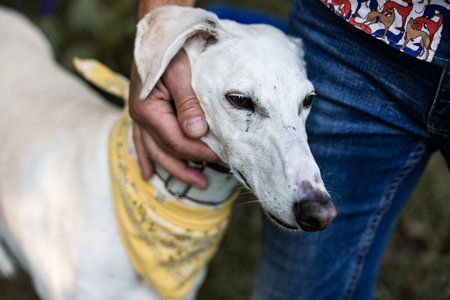 Portrait of a white greyhound with a scarf around his neck with his owner's hand stroking himの写真素材