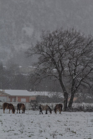 Snowy rural landscape with a field and several horses under the snow, vertical photoの写真素材
