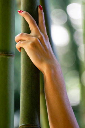 Woman manicure red hand clutching bamboo, vertical photoの写真素材