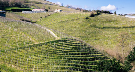 Lush green vineyard rows on rolling hills with a rural farmhouse, depicting artisanal winemaking.の写真素材