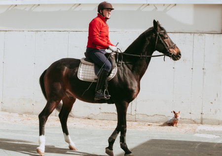 Scene capturing an amateur rider on a black horse with a small dog sitting nearby.