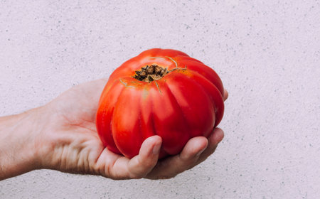 Close-up of a hand holding a ripe heirloom tomato against a textured wall, perfect for themes of organic farming, healthy eating, and fresh produce.の写真素材