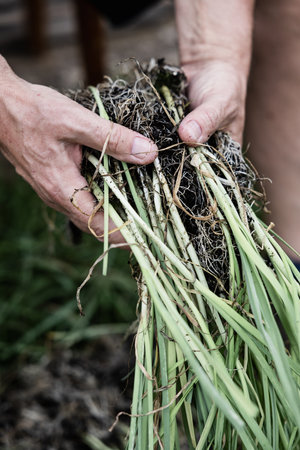 Close-up of a man's hands with several leek plants for planting in the ground.