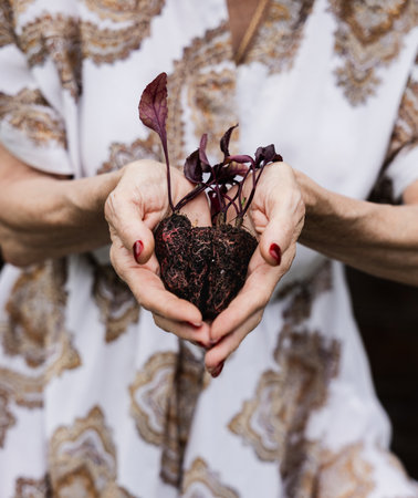 Close-up of a person holding young beet seedlings with soil in their hands, representing care and growth in organic gardening.の写真素材