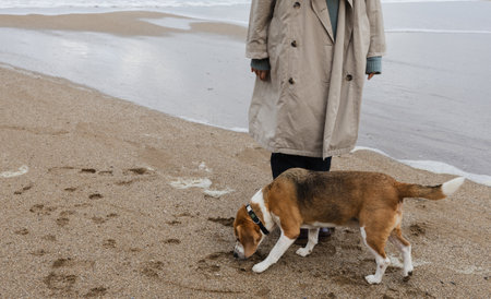 Close-up of a woman from the waist down with a beagle sniffing the sand by the shoreline.の写真素材